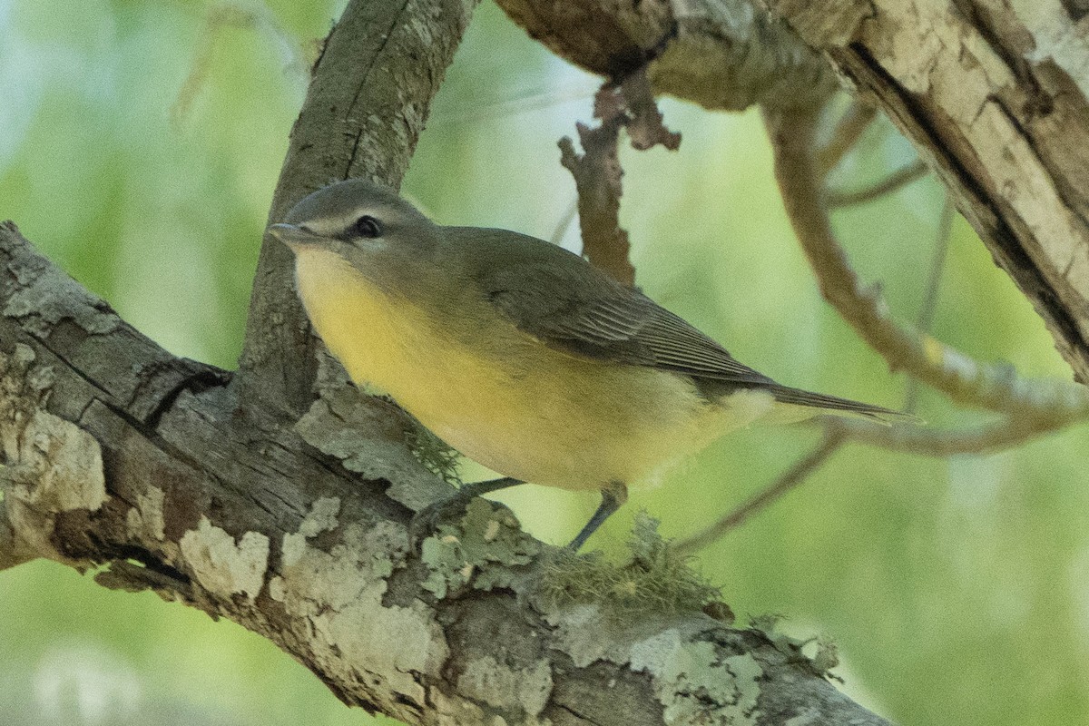 Philadelphia Vireo - ML642866166