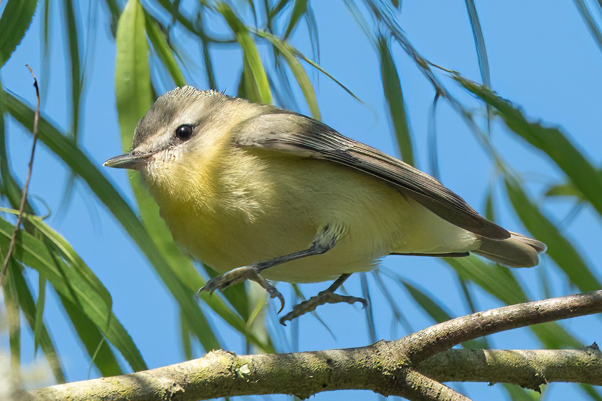 Philadelphia Vireo - ML642866172