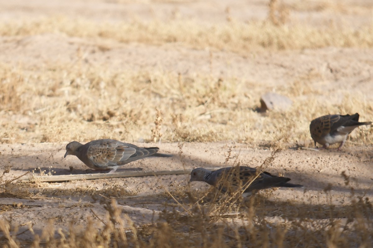 European Turtle-Dove - ML642866178
