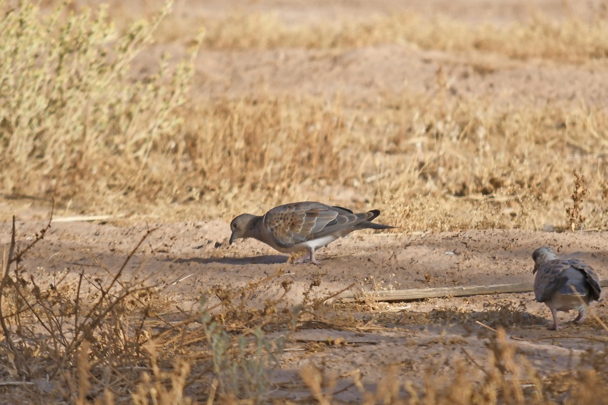 European Turtle-Dove - ML642866179