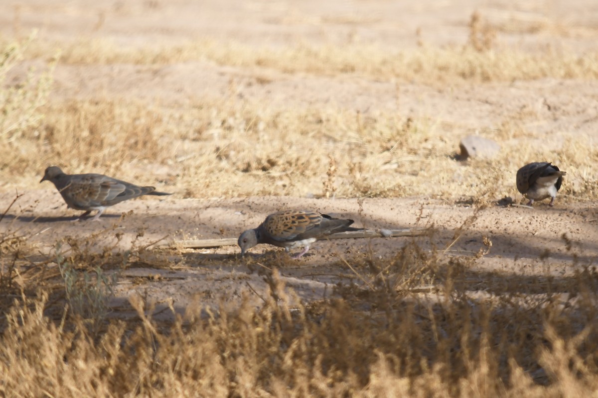 European Turtle-Dove - ML642866181