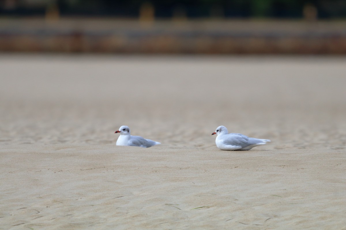 Mediterranean Gull - ML642866182