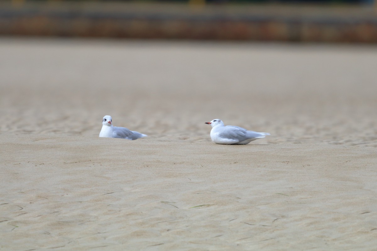 Mediterranean Gull - ML642866183