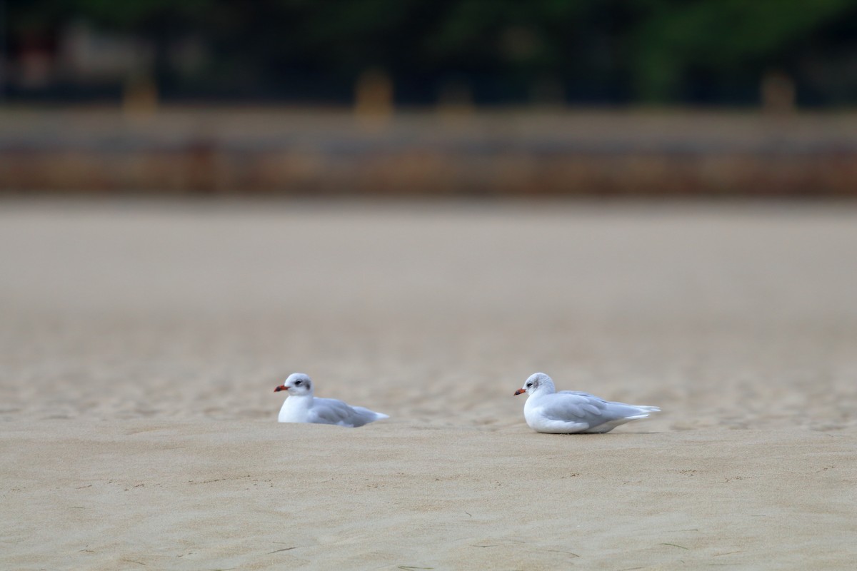 Mediterranean Gull - ML642866184