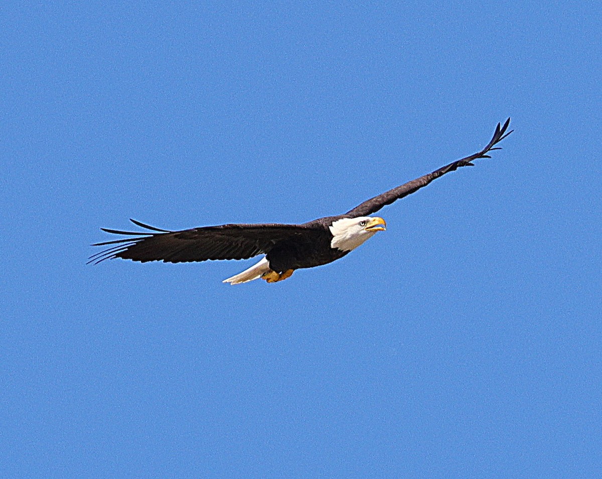 Bald Eagle - ML642866190