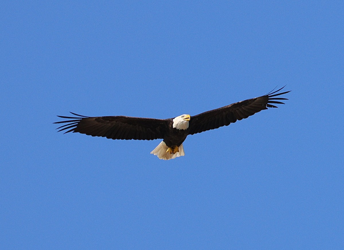 Bald Eagle - ML642866191