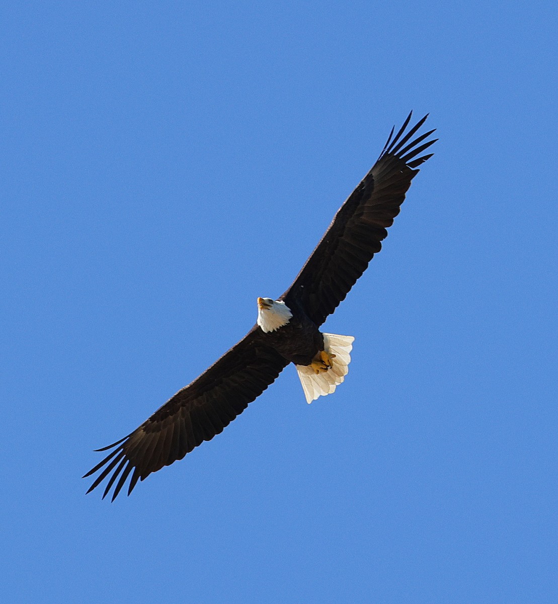 Bald Eagle - ML642866192