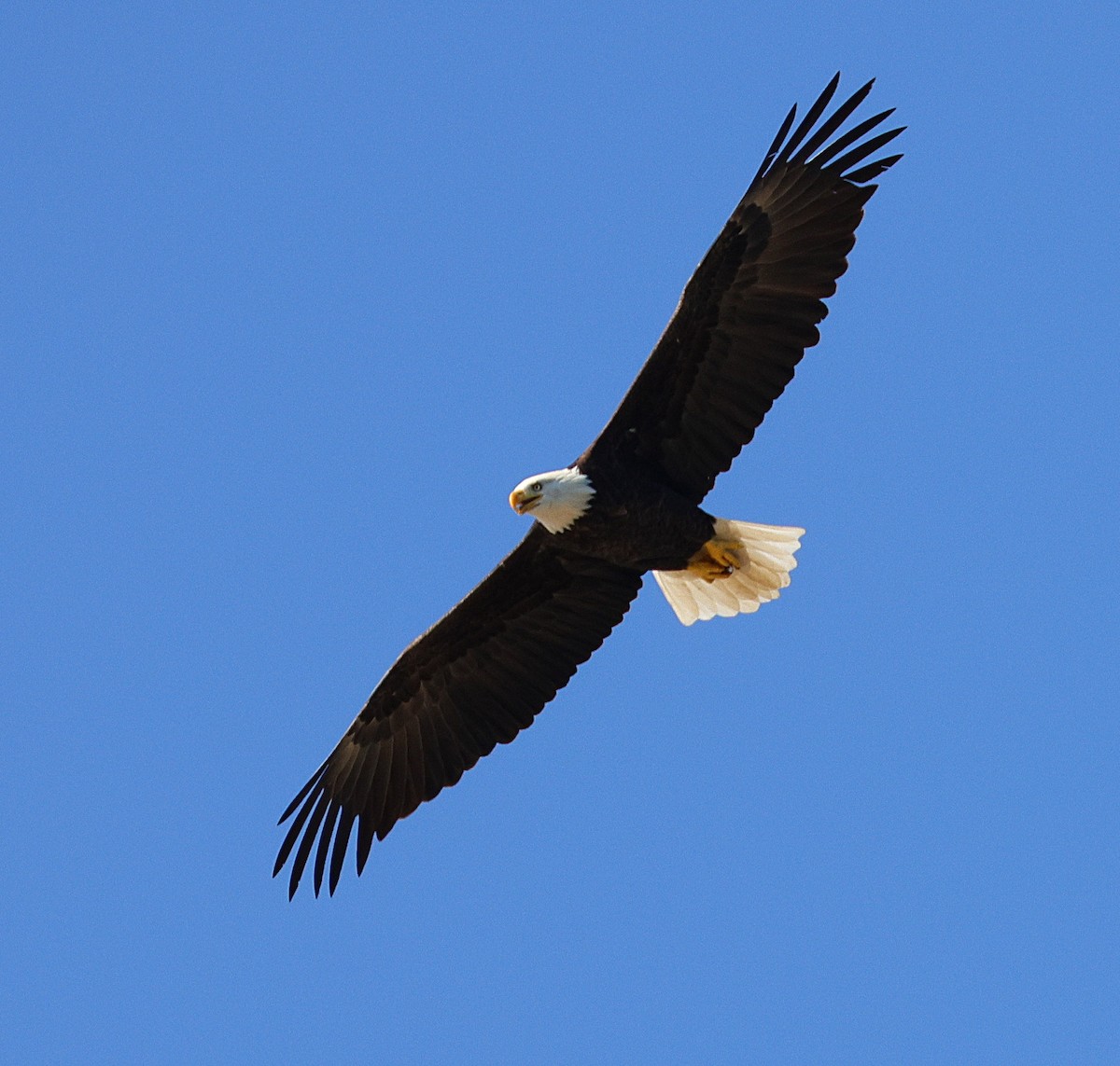 Bald Eagle - ML642866193