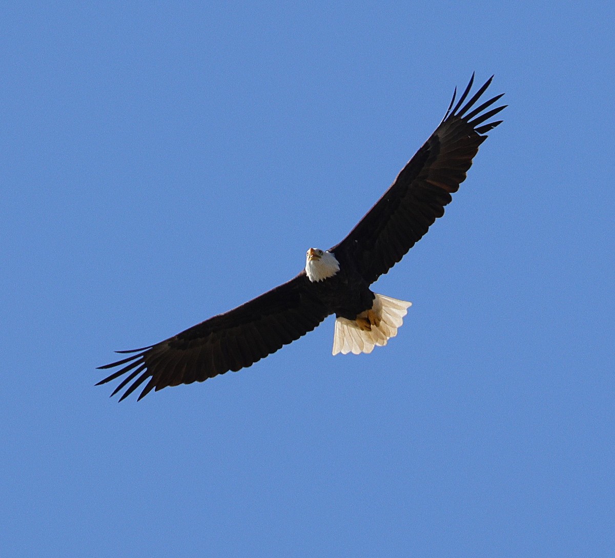 Bald Eagle - ML642866194