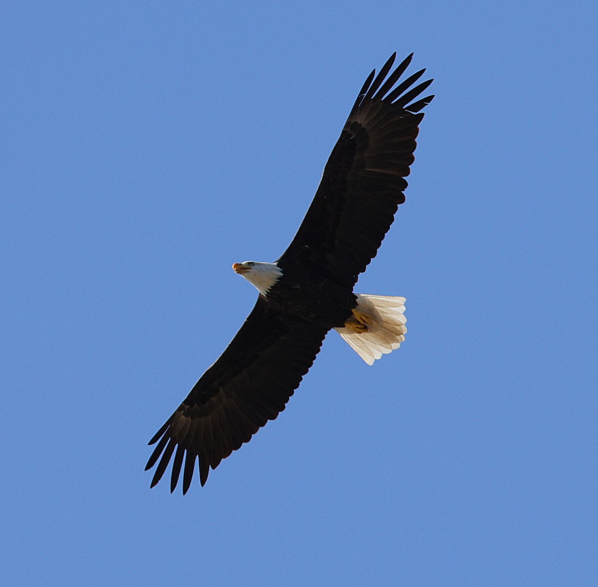 Bald Eagle - ML642866195