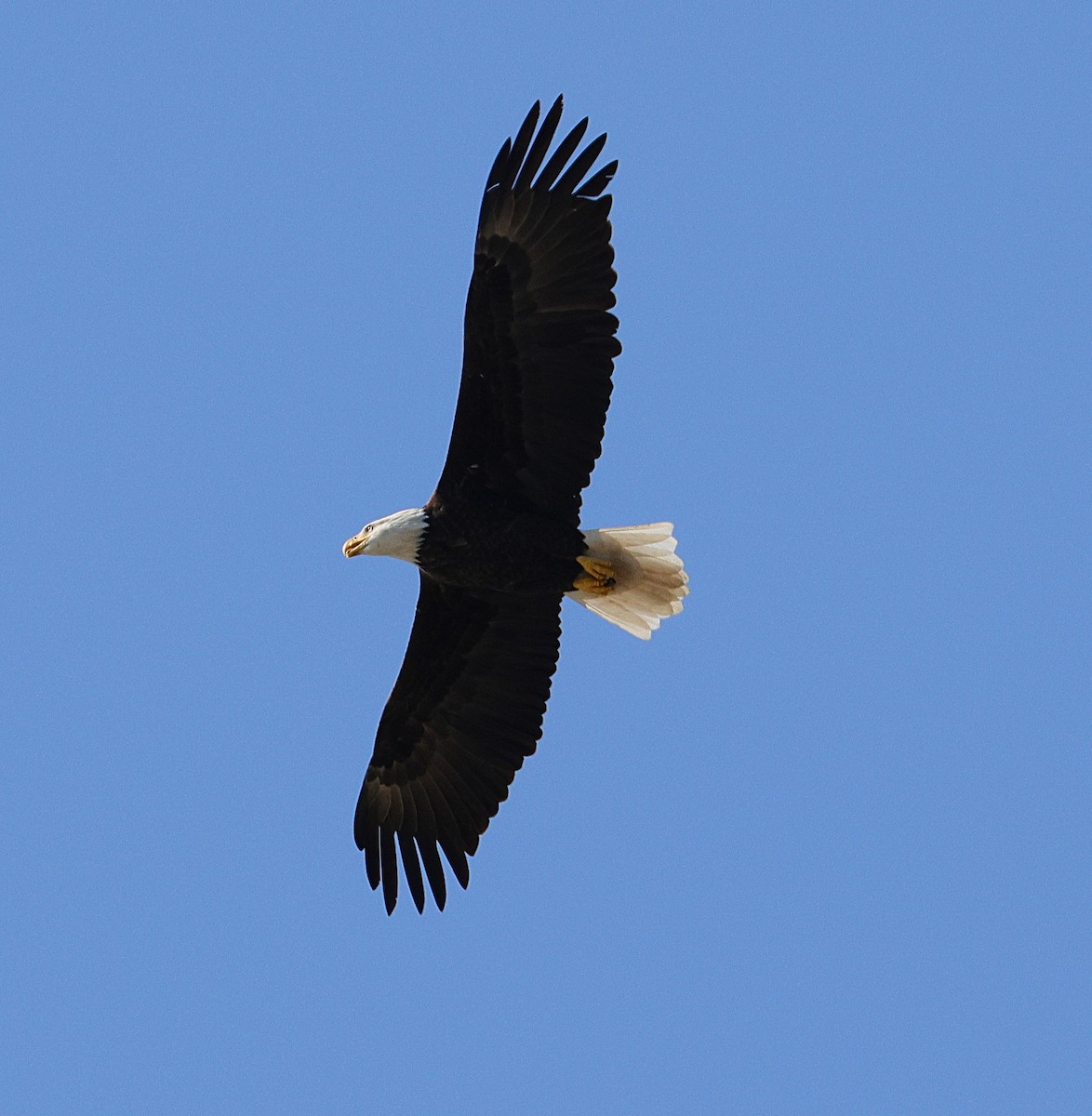 Bald Eagle - ML642866196