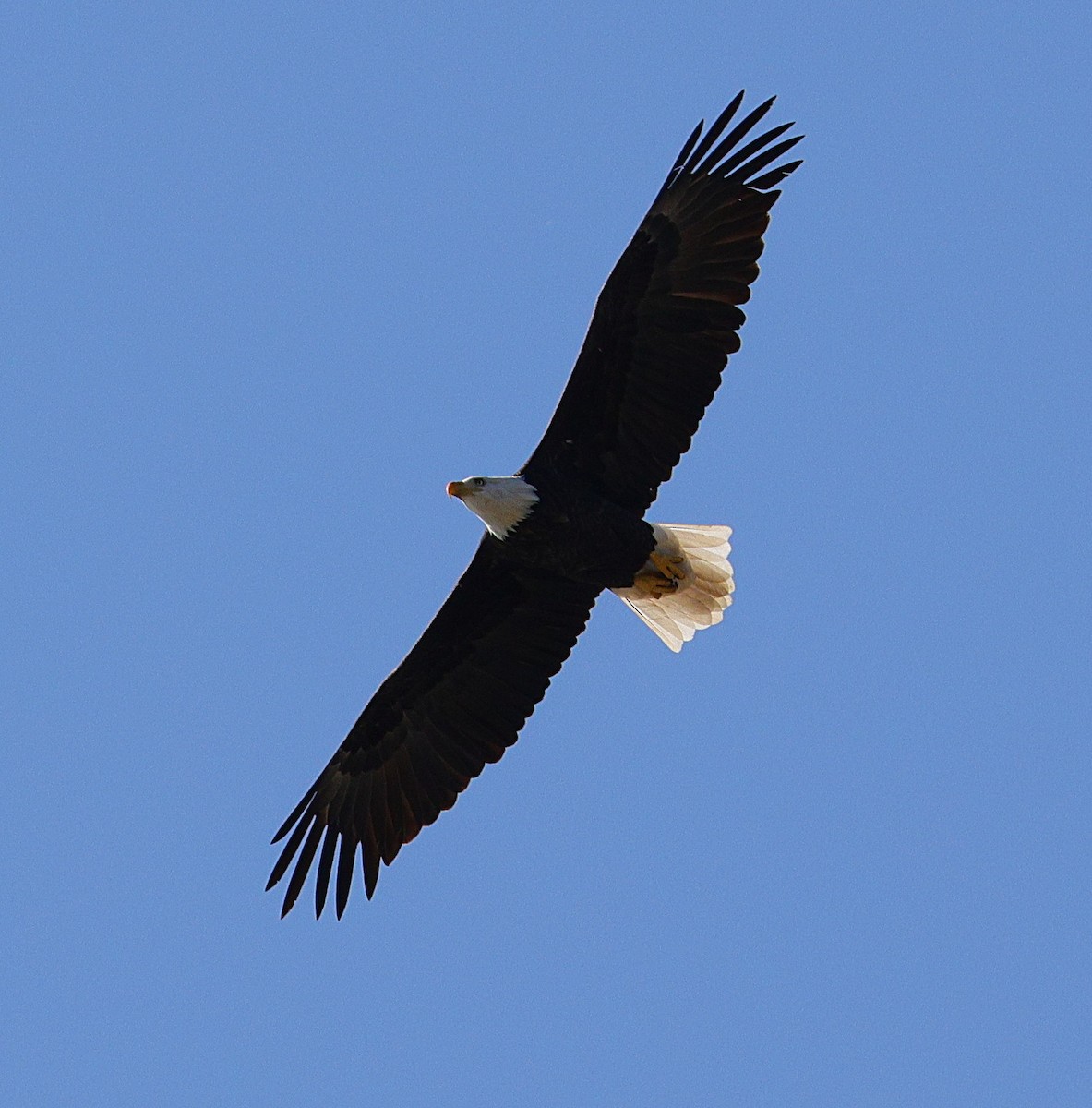 Bald Eagle - ML642866197