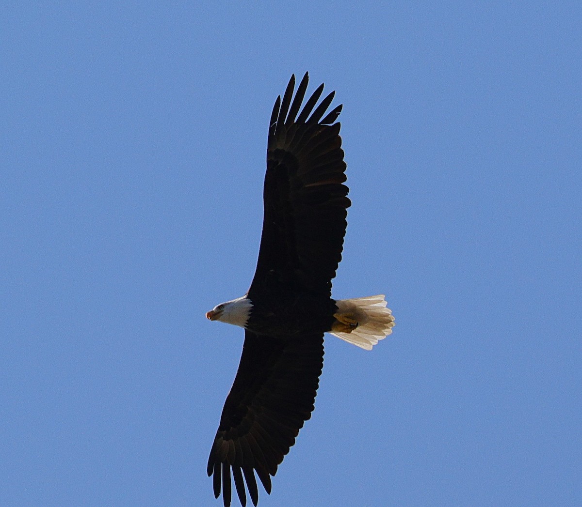 Bald Eagle - ML642866199