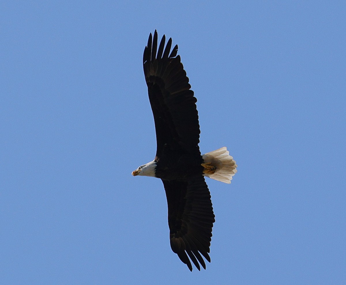 Bald Eagle - ML642866200