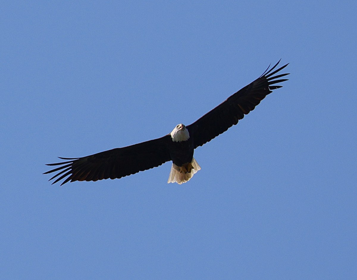 Bald Eagle - ML642866201