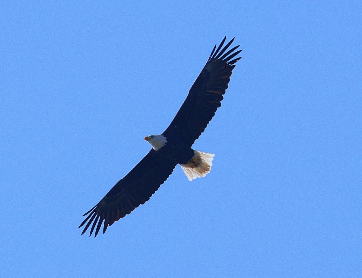Bald Eagle - ML642866202