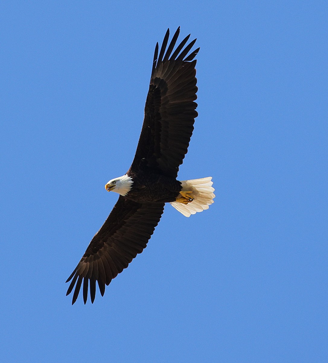 Bald Eagle - ML642866204