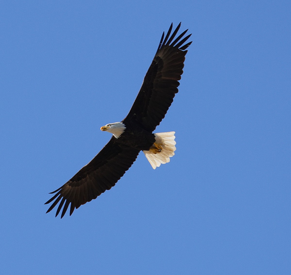 Bald Eagle - ML642866205