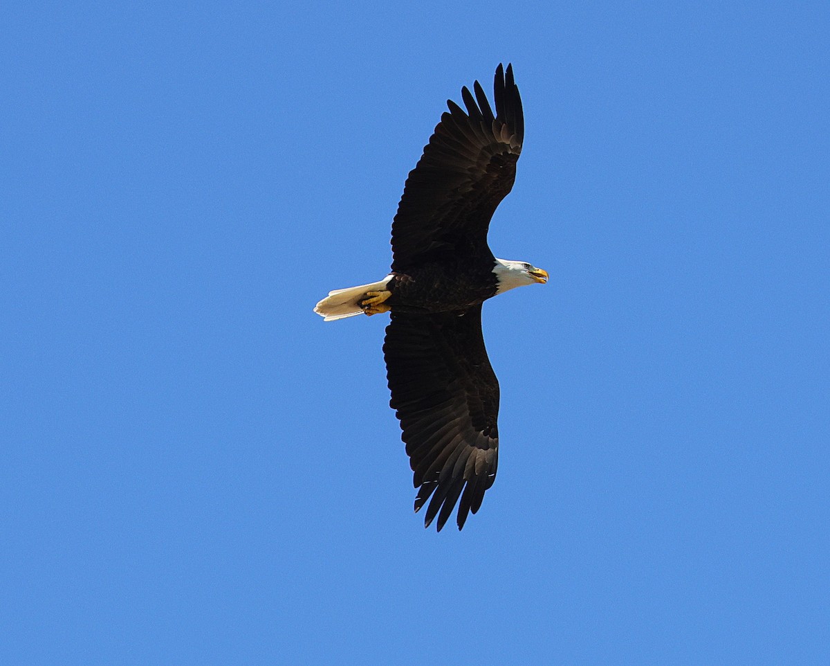 Bald Eagle - ML642866206