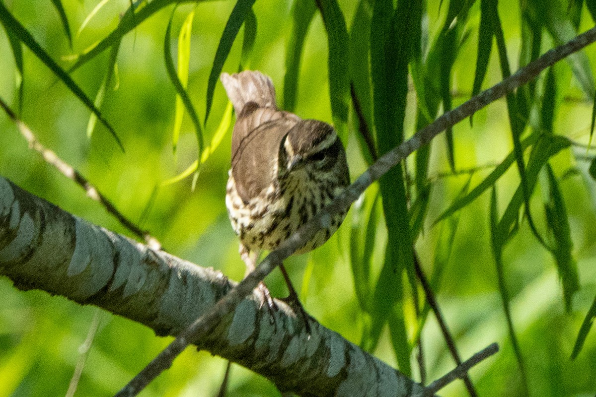 Northern Waterthrush - ML642866207