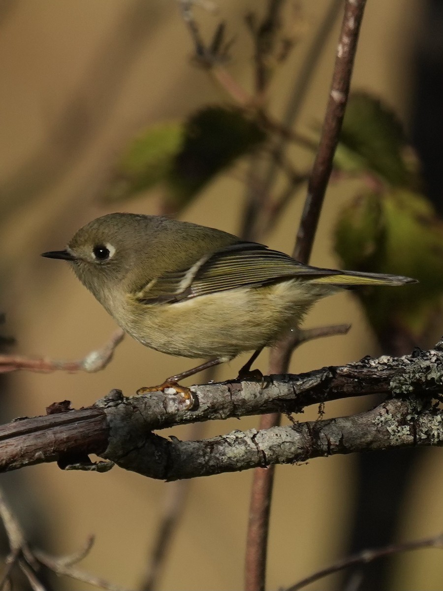 Ruby-crowned Kinglet - ML642866208
