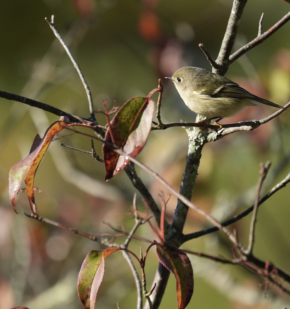 Ruby-crowned Kinglet - ML642866210