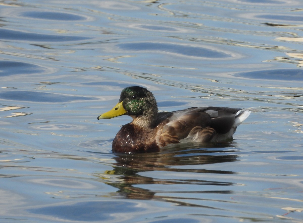 Mallard - ML642866215