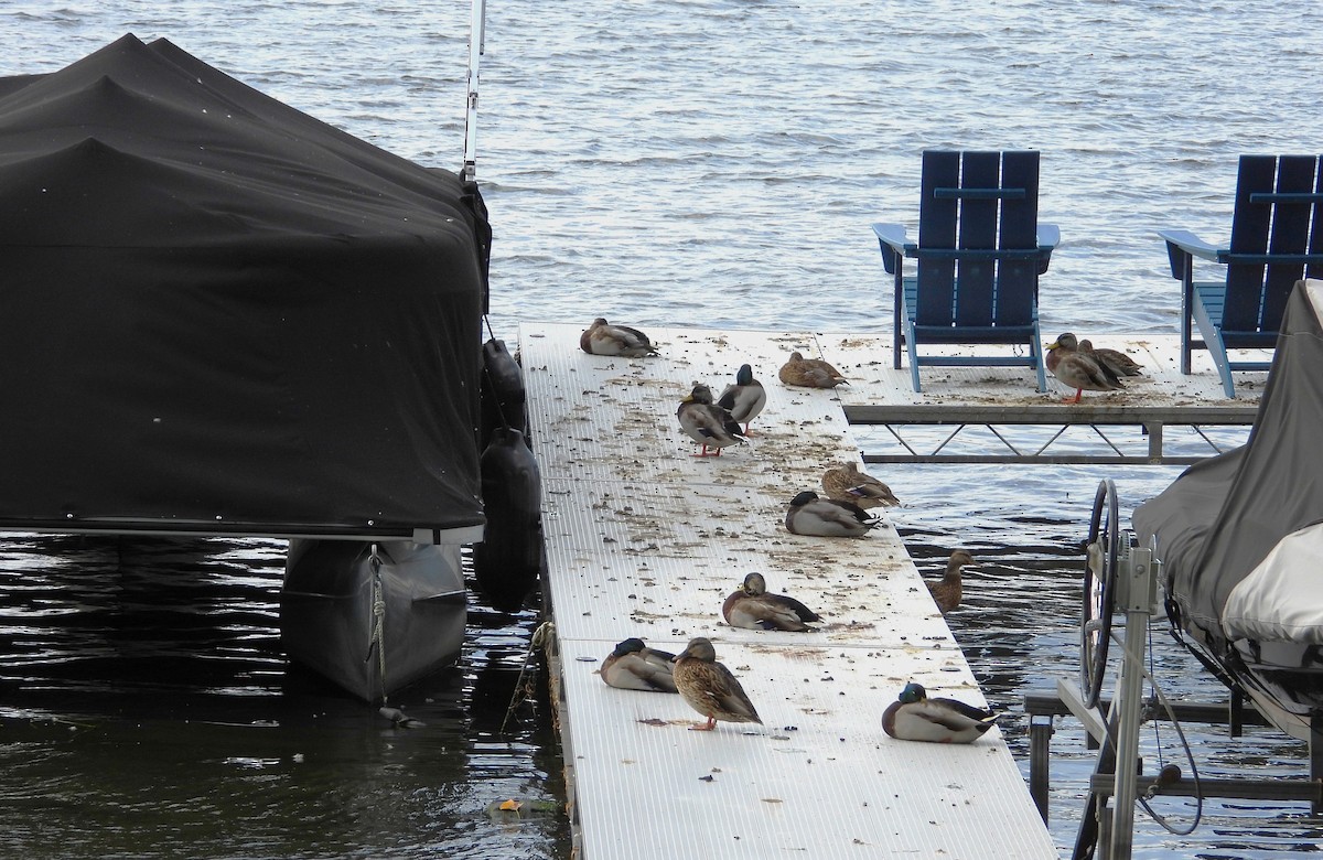 Mallard - ML642866216