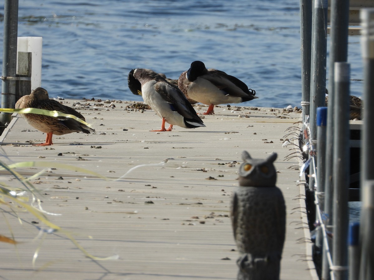 Mallard - ML642866217