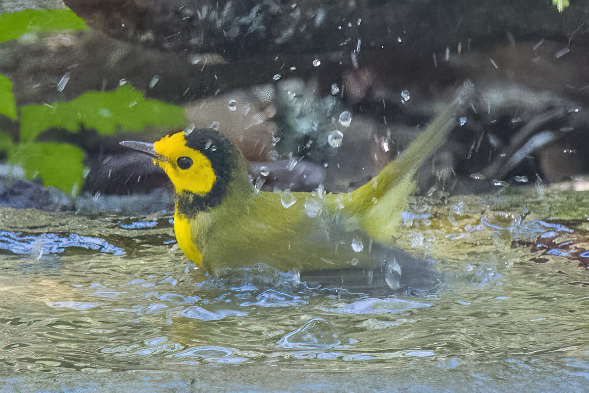 Hooded Warbler - ML642866219