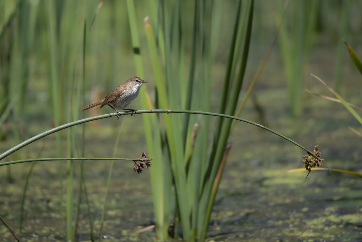 Lesser Swamp Warbler - ML642866220