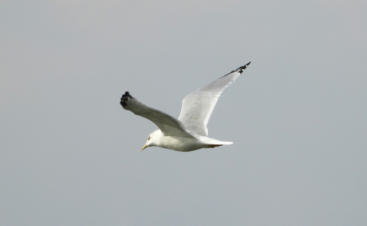 Möwe, unbestimmt - ML642866223
