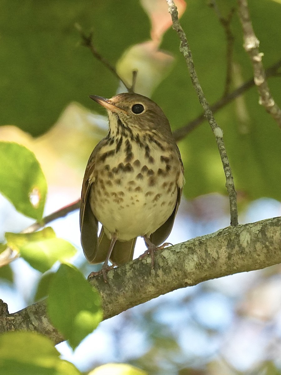 Hermit Thrush - ML642866238