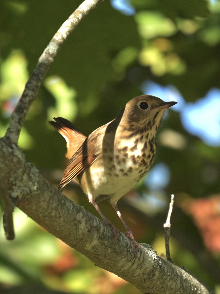 Hermit Thrush - ML642866239