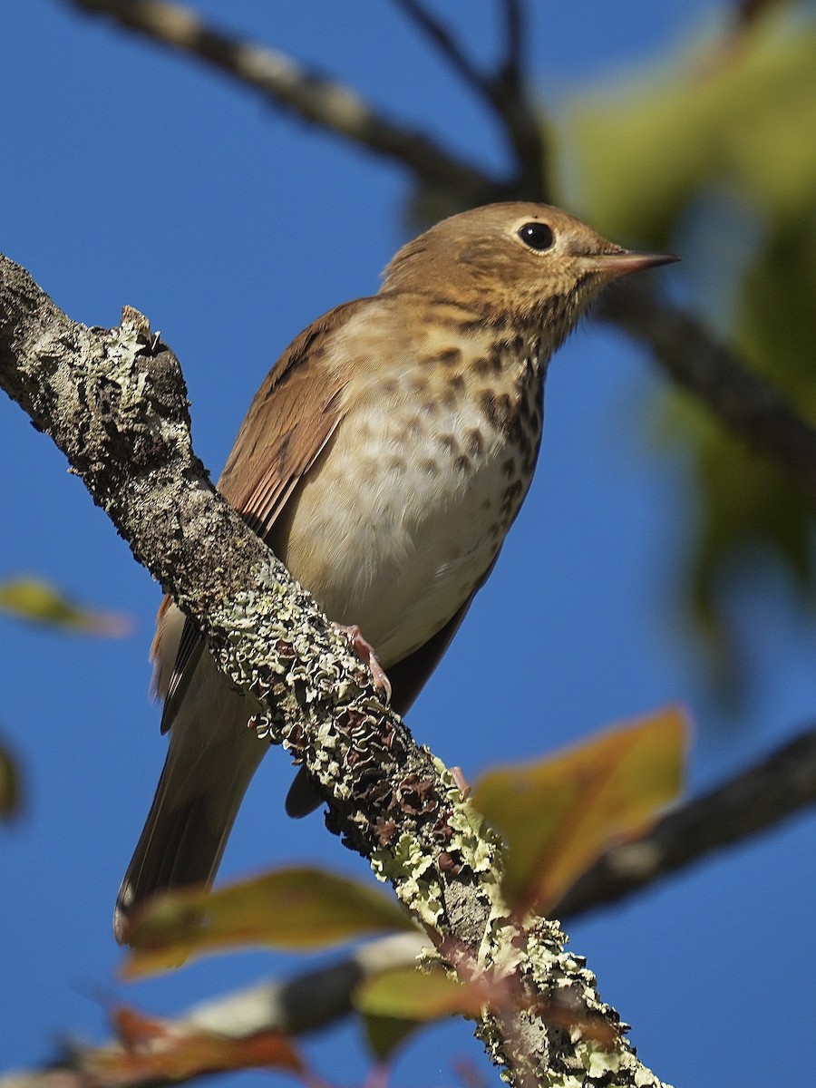 Hermit Thrush - ML642866240