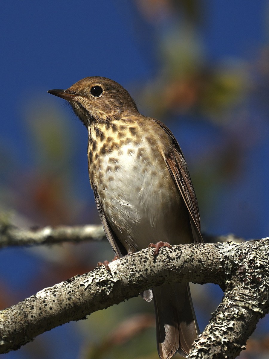 Hermit Thrush - ML642866242