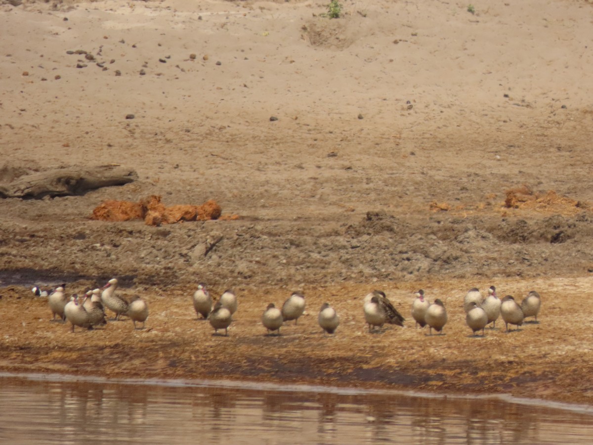 Red-billed Duck - ML642866243