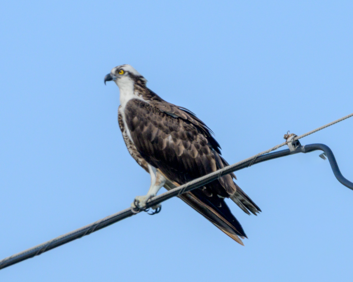 Osprey - ML642866261