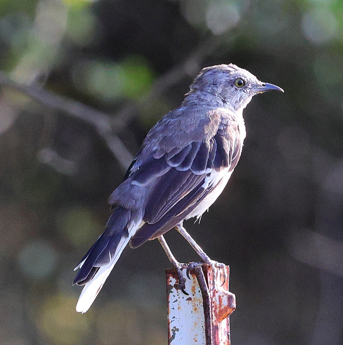 Northern Mockingbird - ML642866268