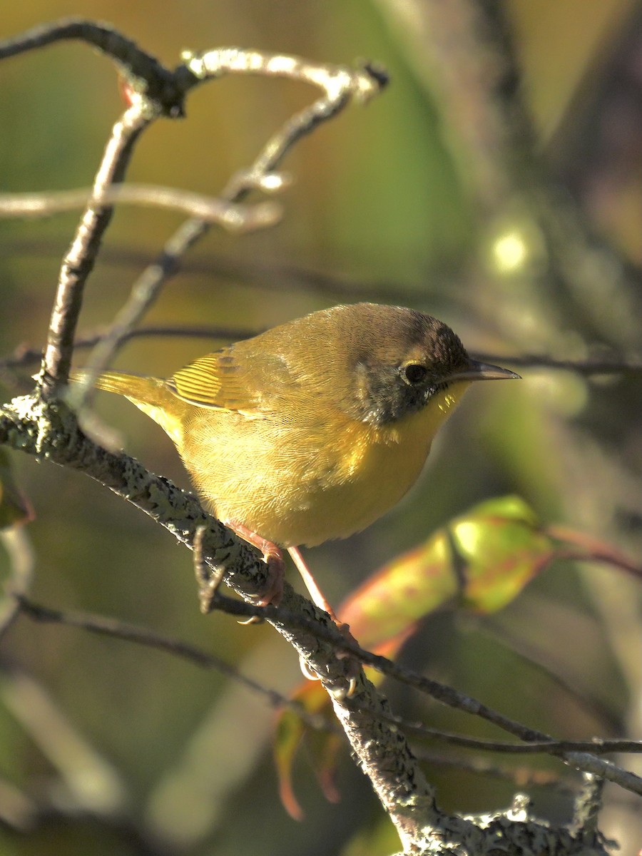 Common Yellowthroat - ML642866269