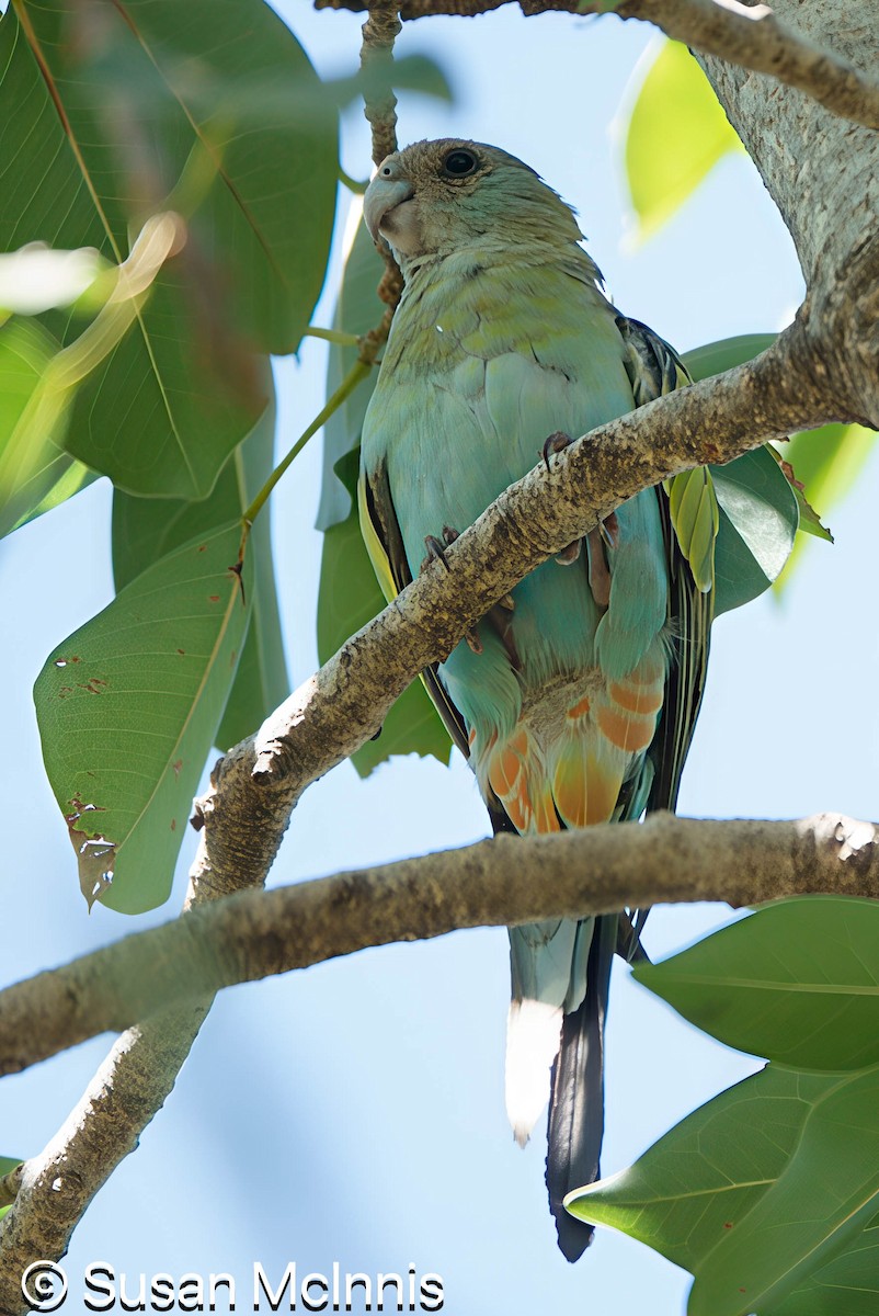 Hooded Parrot - ML642866270