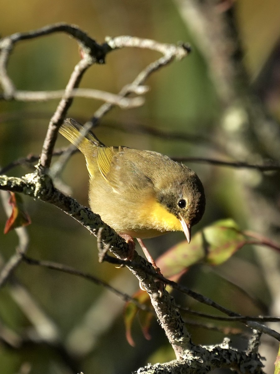Common Yellowthroat - ML642866271