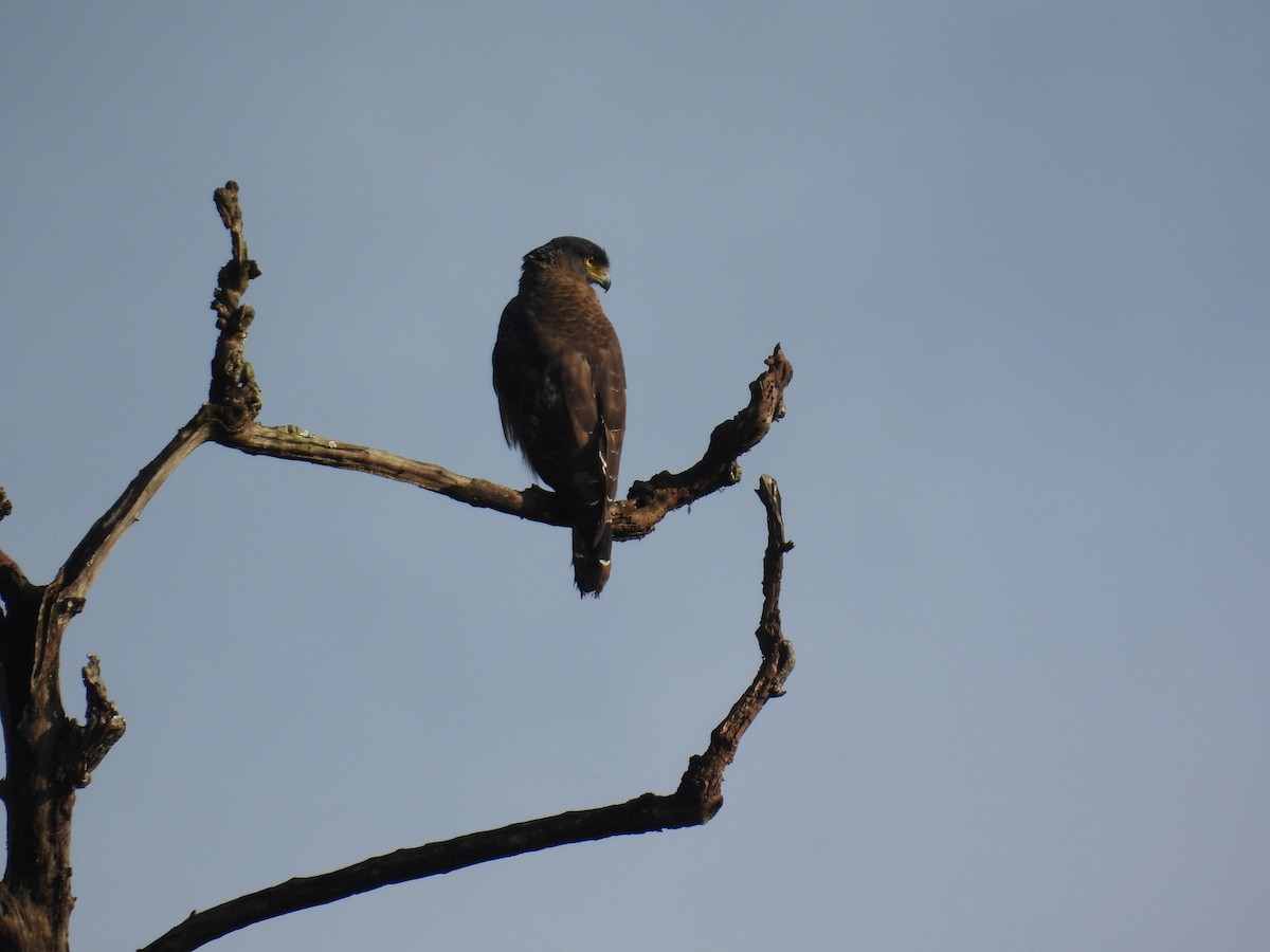 Crested Serpent-Eagle - ML642866275
