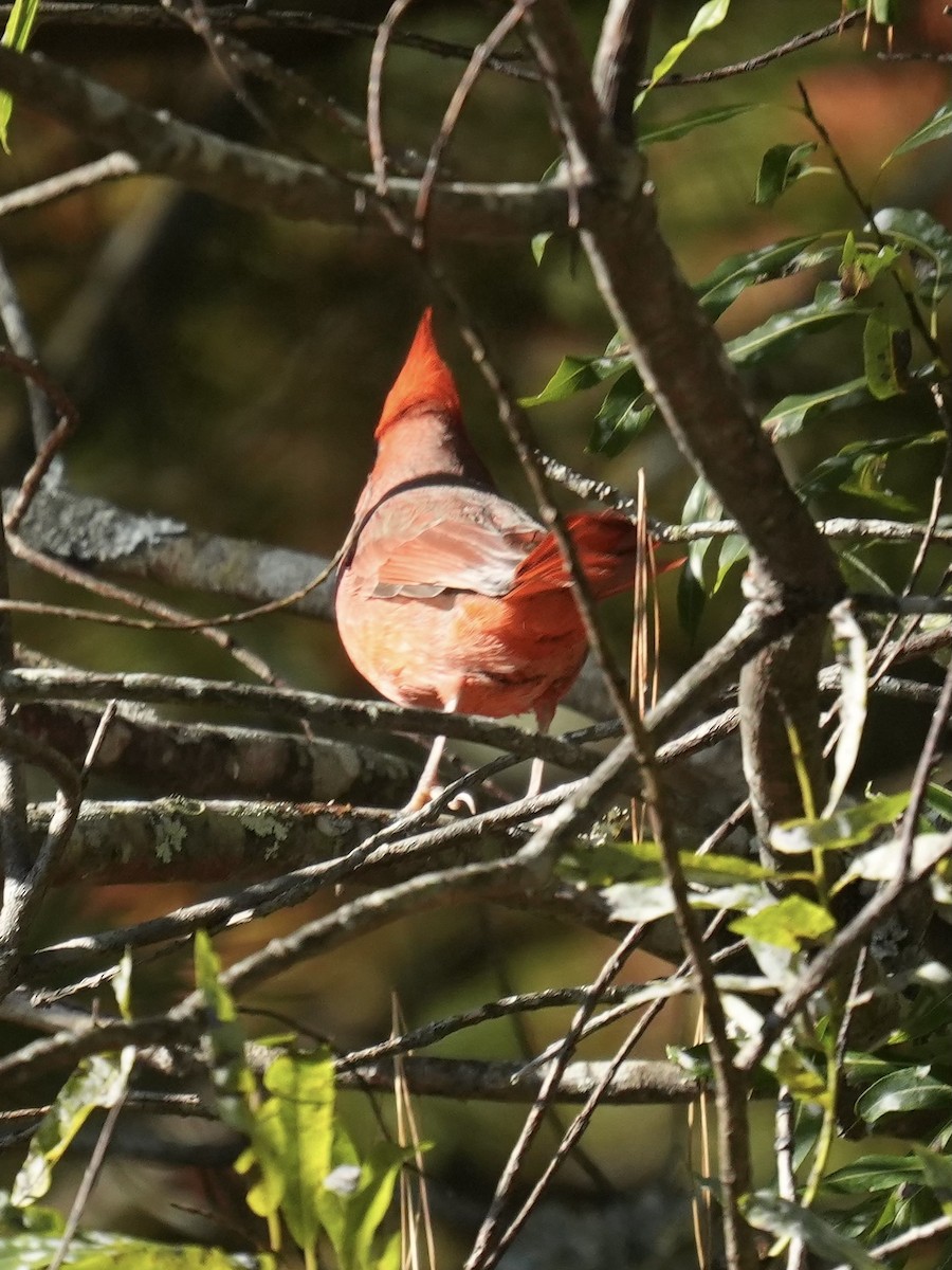 Northern Cardinal - ML642866285