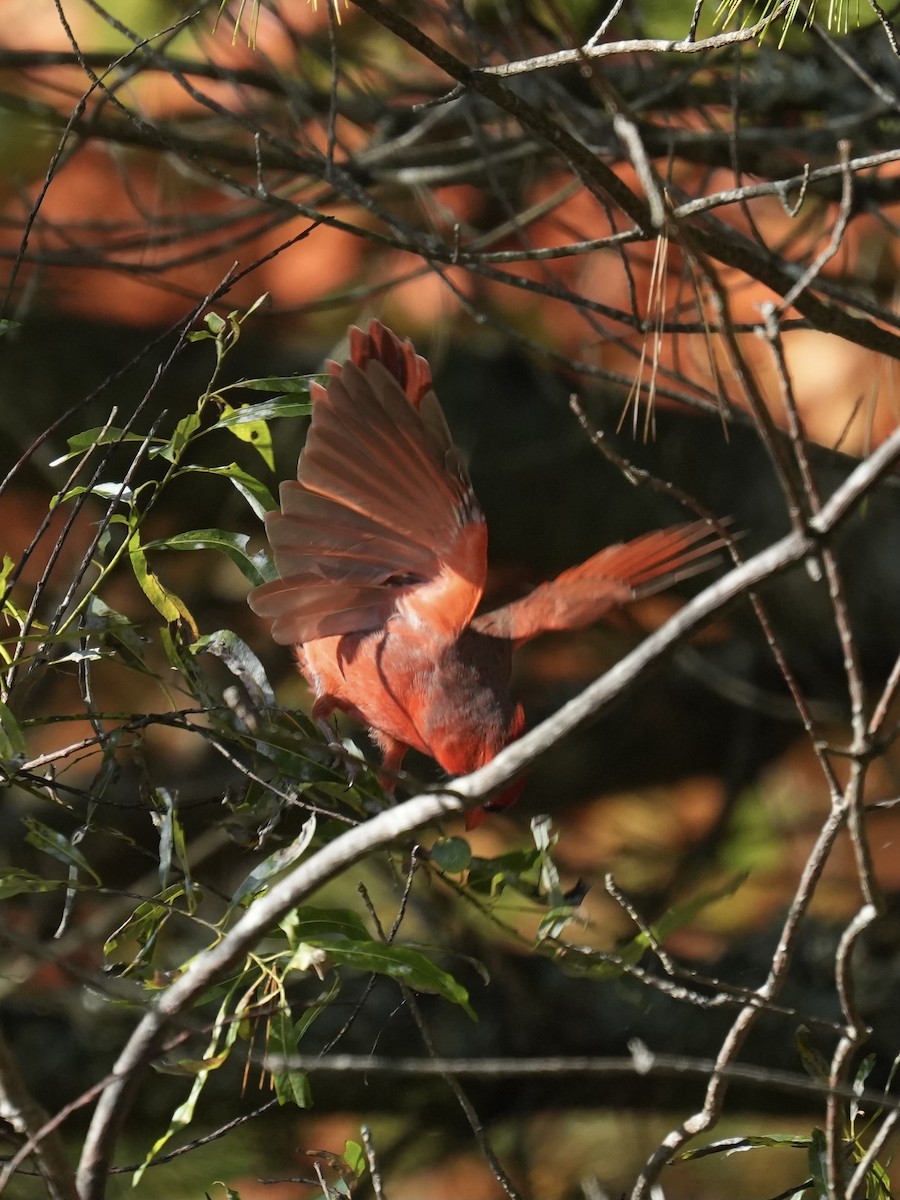 Northern Cardinal - ML642866286