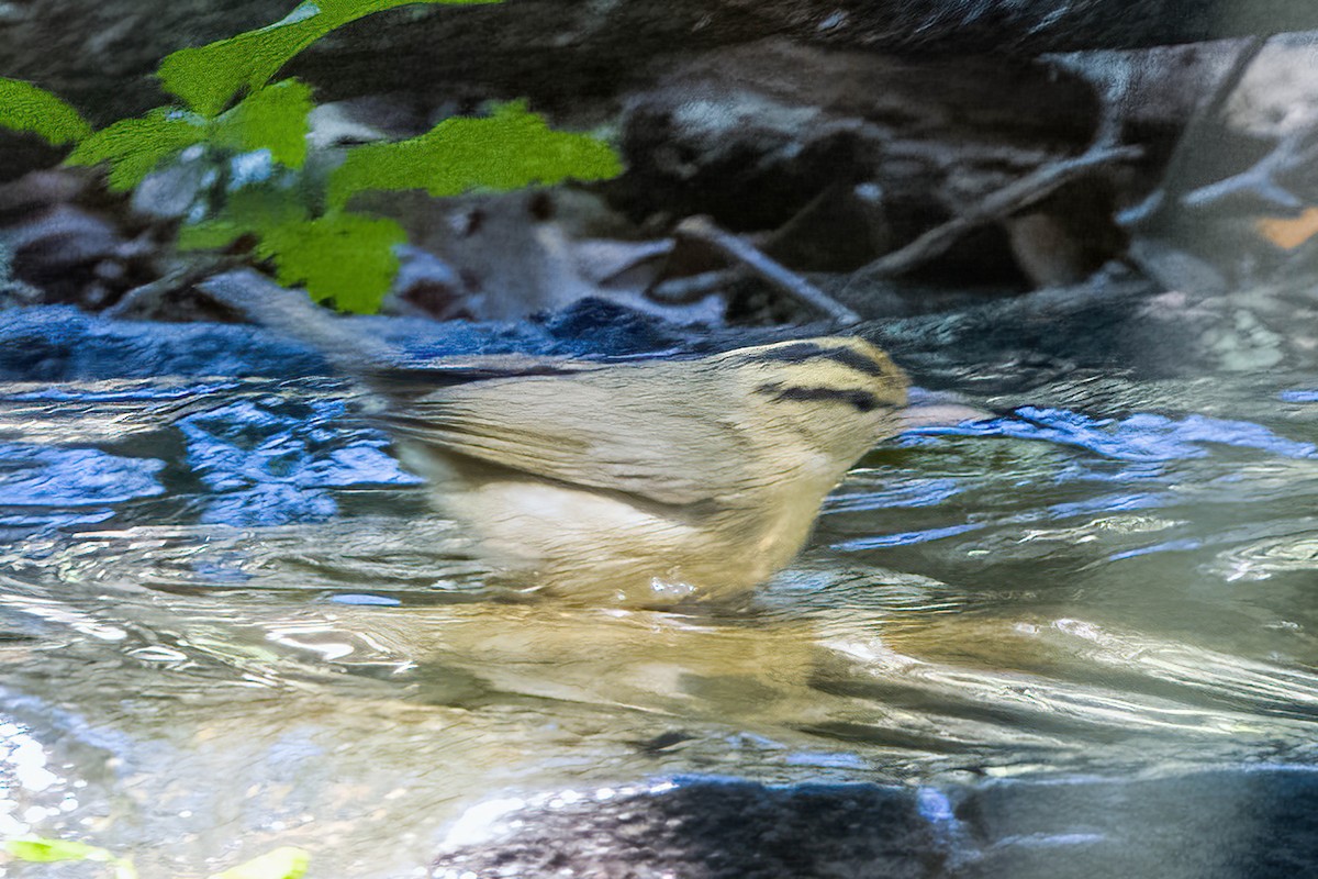 Paruline vermivore - ML642866289