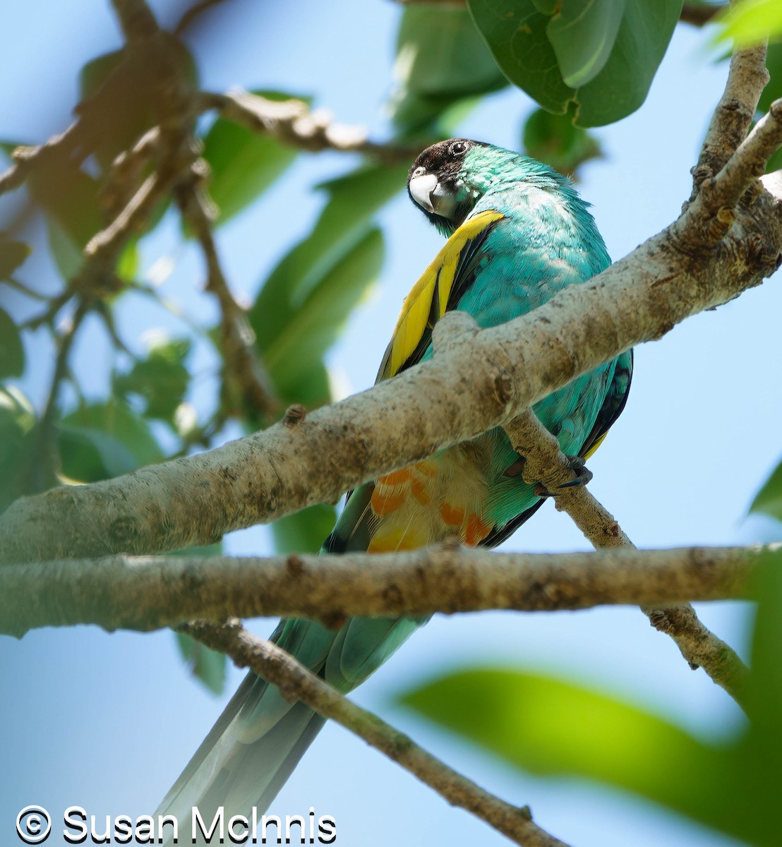 Hooded Parrot - ML642866290