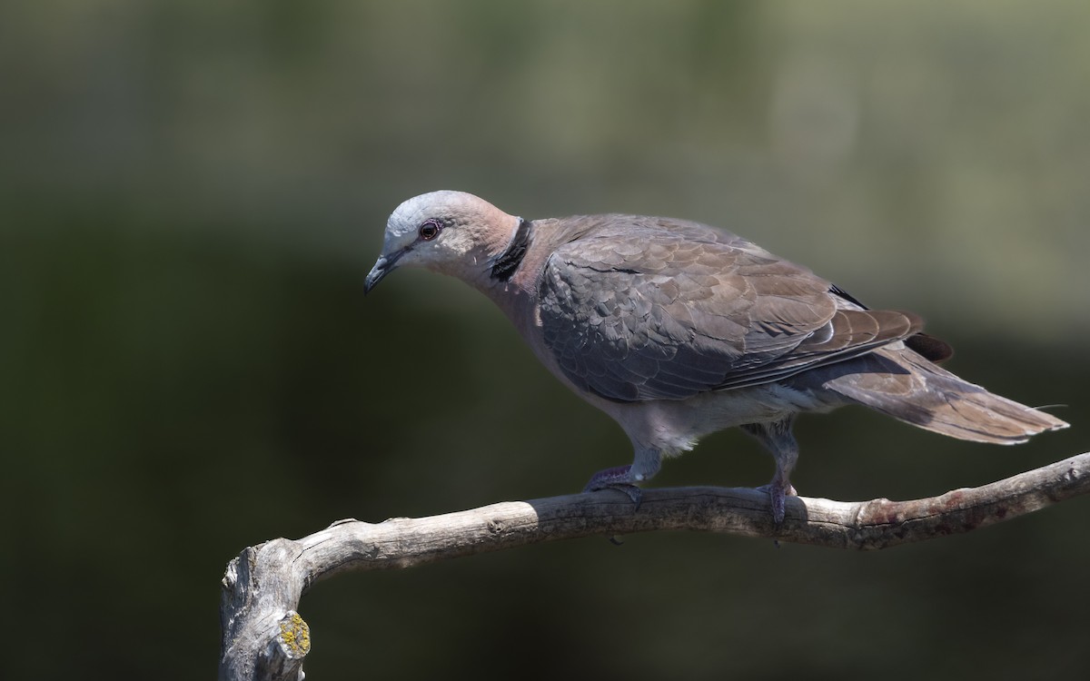 Red-eyed Dove - ML642866292