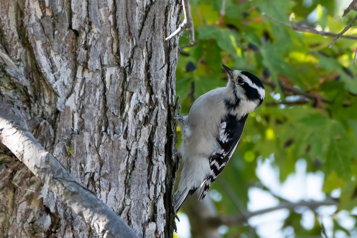 Downy Woodpecker - ML642866293