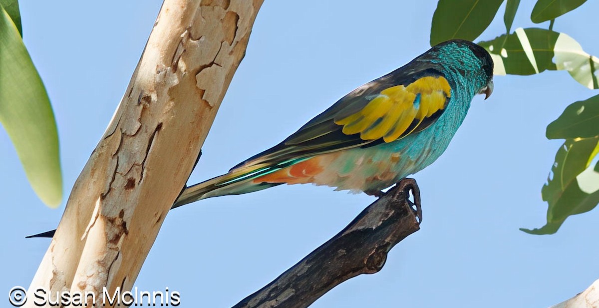 Hooded Parrot - ML642866297